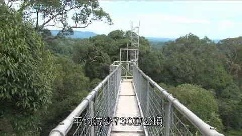 亞洲通識篇~地球最重要的生態系統：原始森林 - 天天要聞