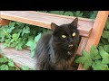 Кошки коты котята Cats and kittens Бездомные и голодные