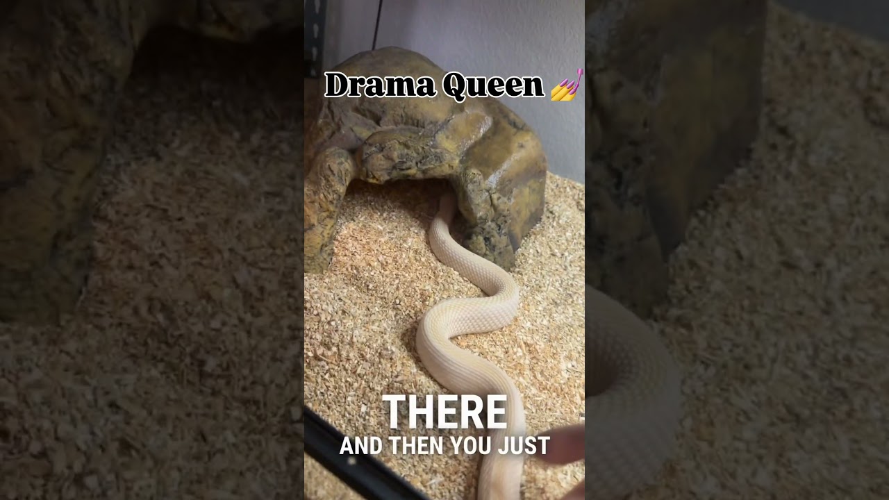 Она так эффектно выглядит в своем вольере. 