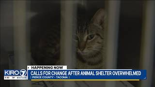 Calls for change after Pierce County animal shelter overwhelmed @kiro7