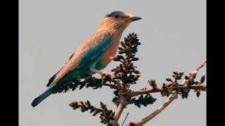 Indian Roller orginal Voice- Beautiful Close up