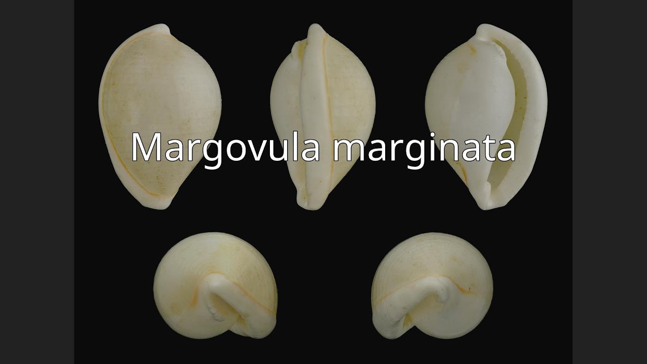 Margovula marginata