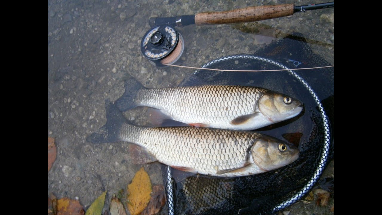 Herbst Döbel/Aitel auf die Trockenfliege