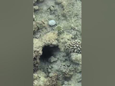 Морській їжак червоного моря - YouTube