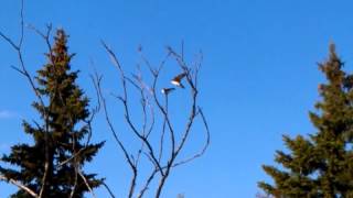 Mating tree swallows