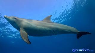 Dolphins Filmed With Gopro And Glowdive Dome Housing