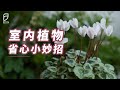 【园丁小饭】室内植物省心养法，新手也能变高手（上）