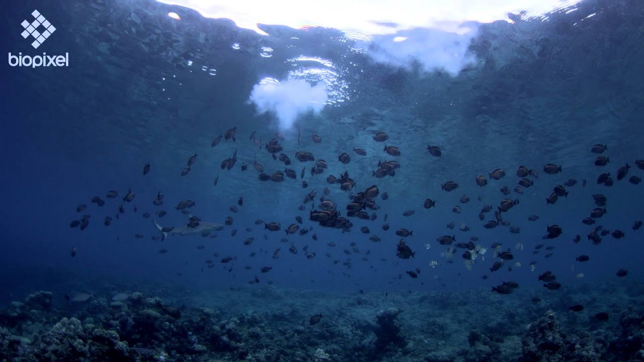 Underwater fireworks for New Years Eve with Surgeonfish Mass Spawning