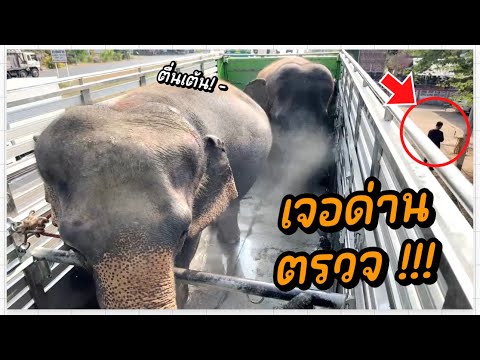 การถ่ายทอดสดของ Elephant Thailand