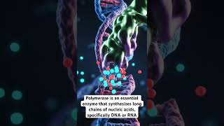 Polymerase: The Engine of DNA Replication 🏗️