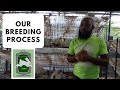 Trinidad Rabbit Farming - Our Breeding Process