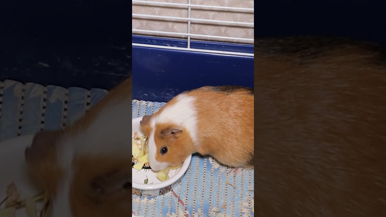 Наполнитель для морских свинок опилки, гранулы, коврик ПВХ, флис – что лучше? #shorts