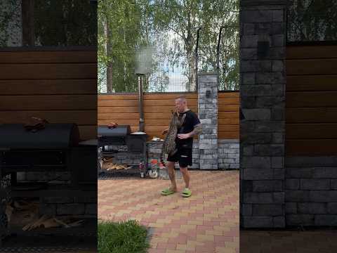 Дрессировка Саванны 🐈 #savannah #саванна #caracat #cat #каракет #большиекошки