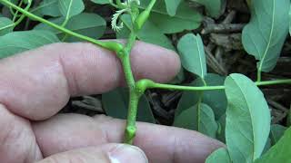 Identifying blacklocust
