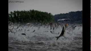 PSA   Asian Carp