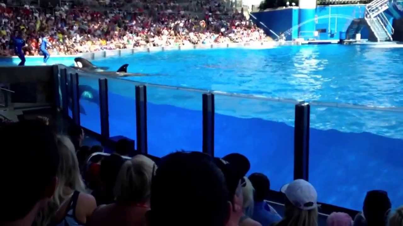 Shamu show dancing orcas - YouTube