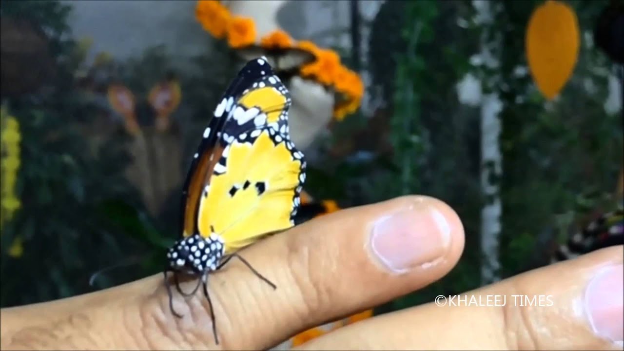 Sights to behold at Dubai's Butterfly Garden YouTube