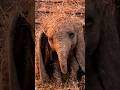 🐘Big-Eared Baby Elephant's Plight! #Healing #moviereview #shorts