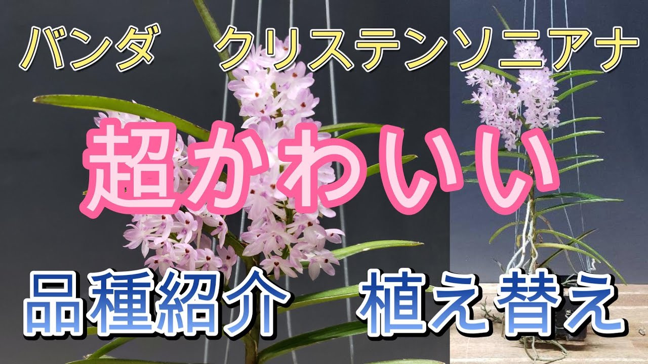 超かわいい】バンダ クリステンソニアナの品種紹介と育て方 - YouTube