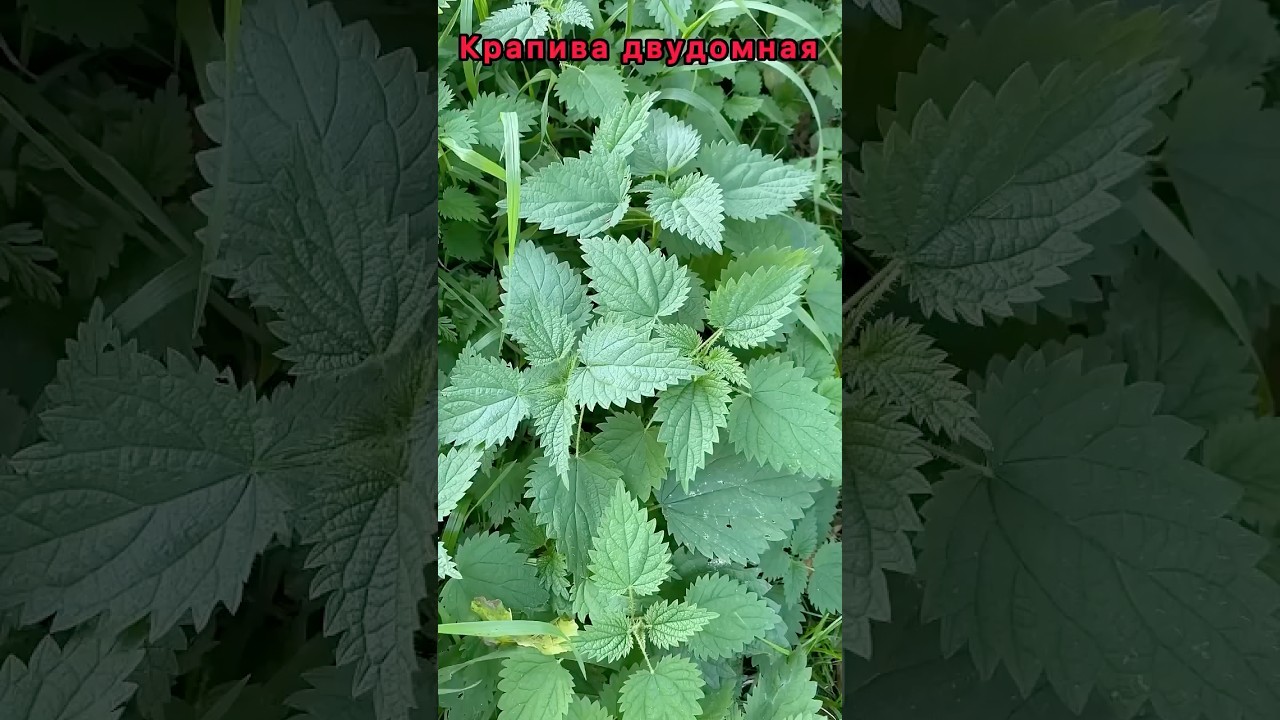 Крапива двудомная: лечебные свойства и противопоказания