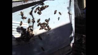 весеннее воровство у пчел и злые пчелы на пасеке
