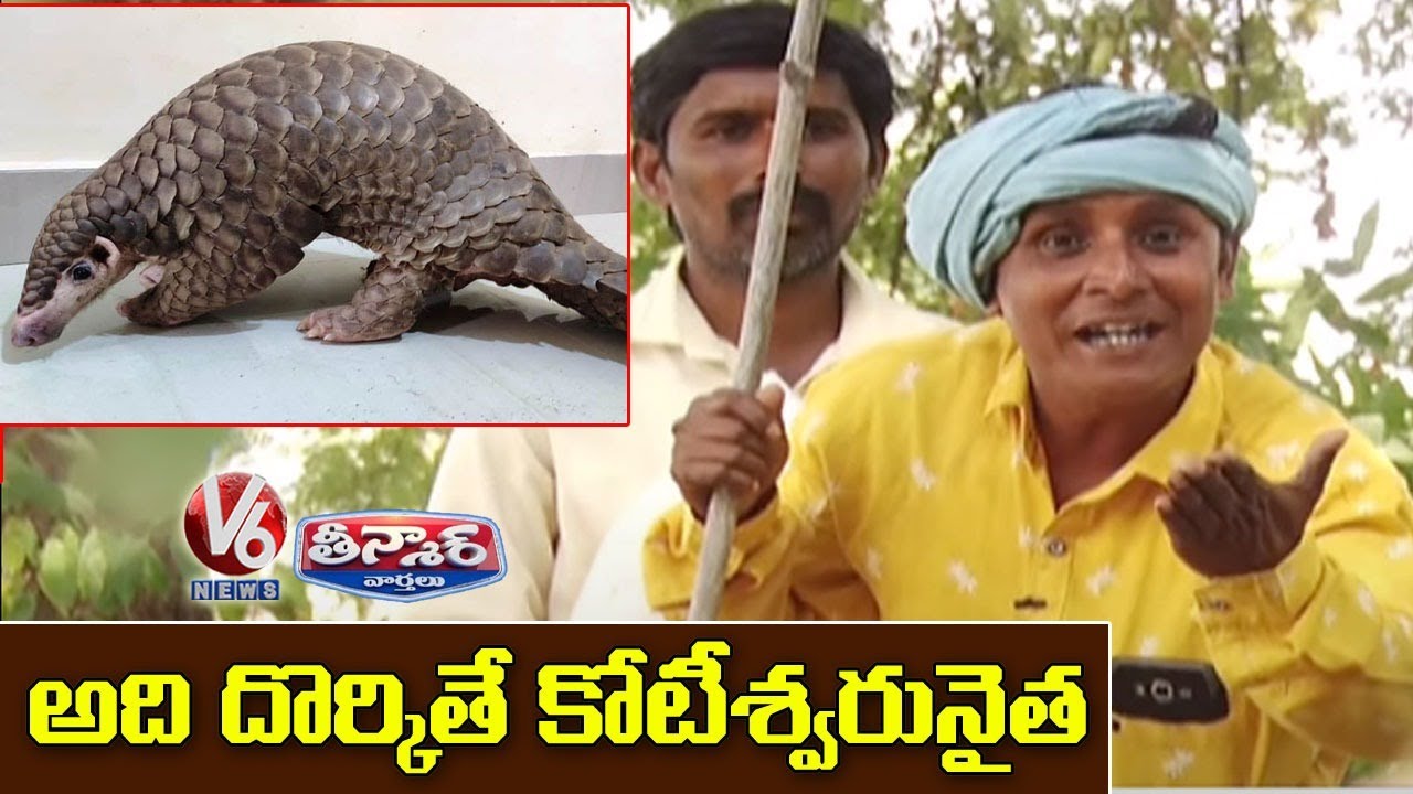 Teenmaar Sadanna Searching For Alugu Animal | Funny Conversation With Radha  | V6 News - YouTube