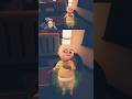 This Stinky Baby Has A Surprise For You #thebabyinyellowhighlights #horror #deadbydayligiohtcheat
