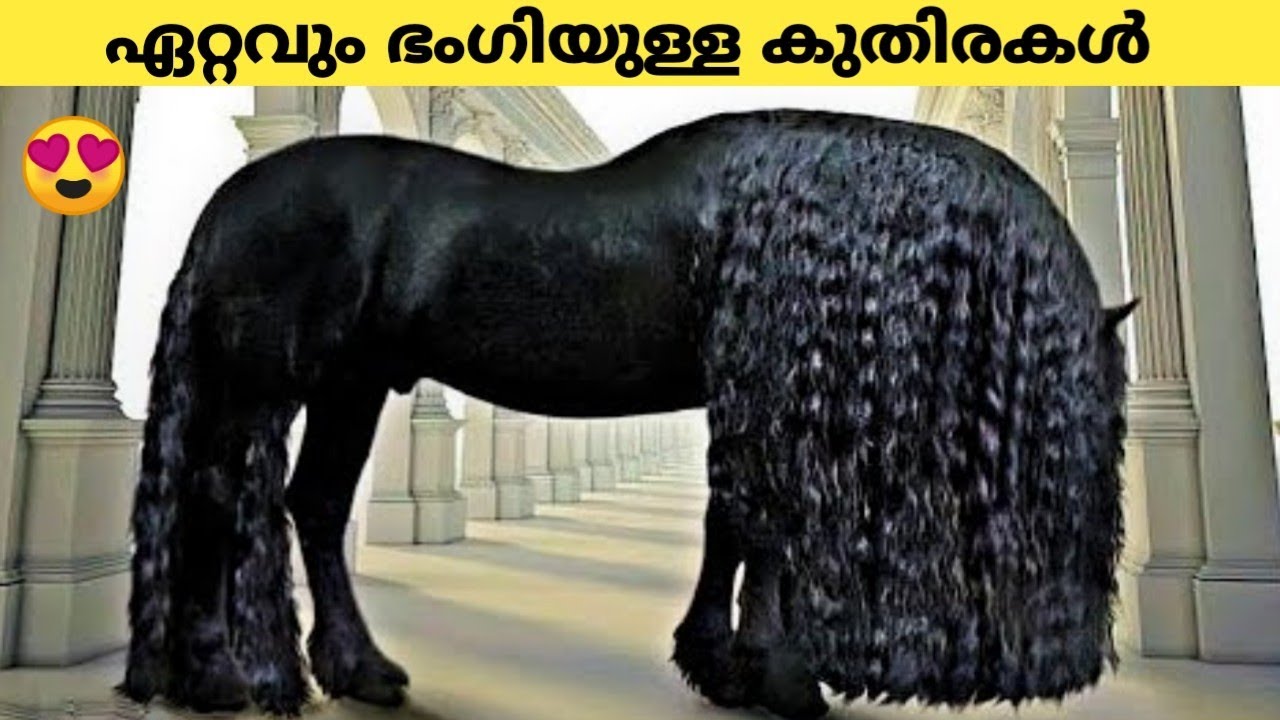 ലോകത്തിലെ ഏറ്റവും ഭംഗിയുള്ള കുതിരകൾ Most Beautiful Horses In The