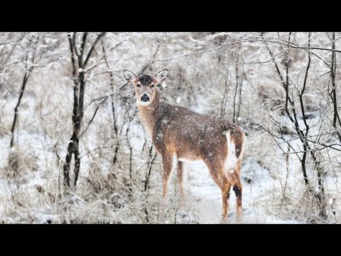 Güzel rahatlatıcı müzik | Harika kış manzarası