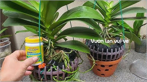 Khi Cây Lan Hồ Điệp Ra Vòi Hoa Bạn Cần Chăm Sóc Như Thế Nào?