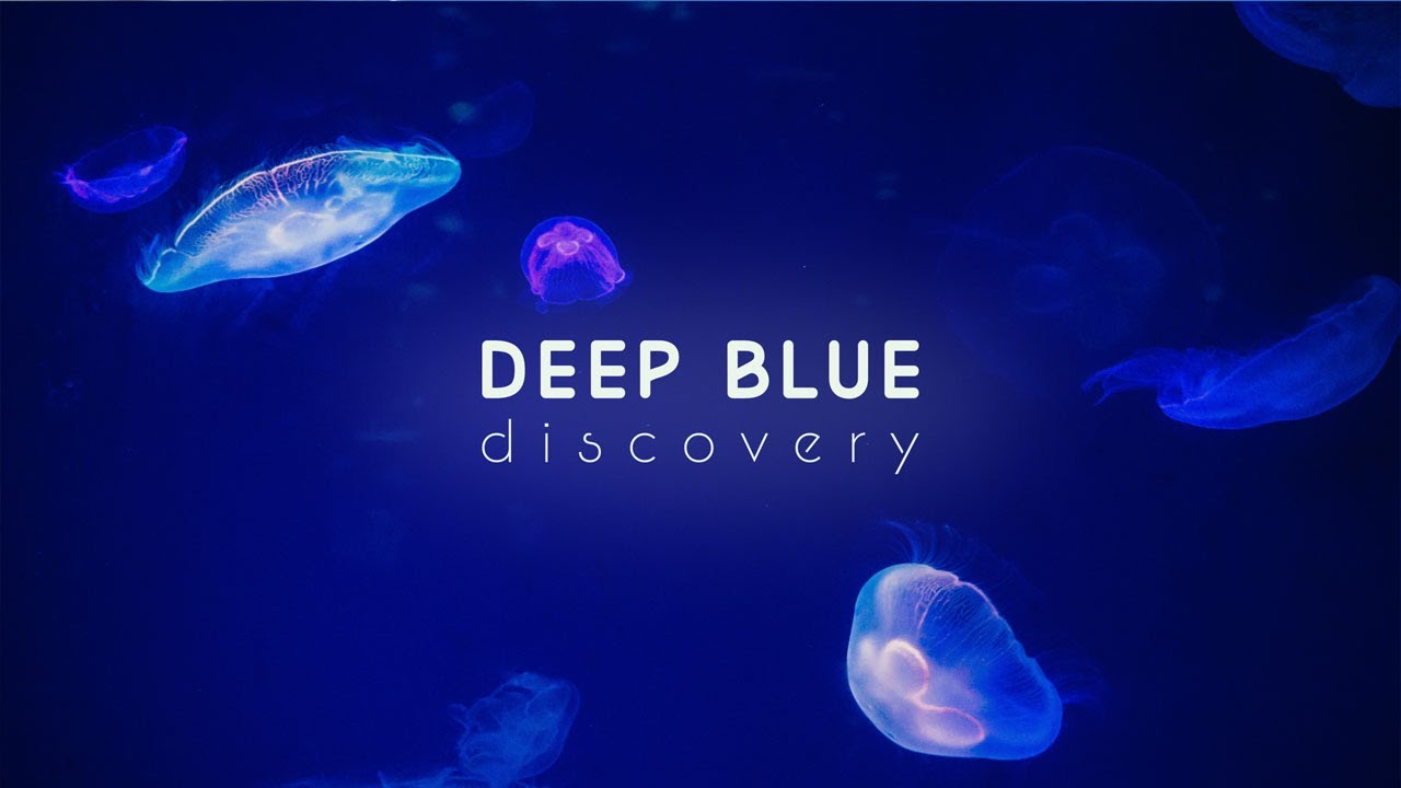Introducing Deep Blue Discovery | Channel Trailer