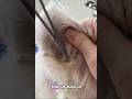 This Dog Had an Incredible Amount of Hair in Its Ear 😱🐶 #dogs #grooming