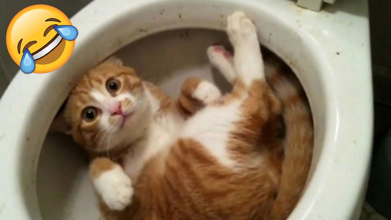Animaux drôles 🤣 Compilation des chats et chiens les plus drôles 🐶🐱 Partie 1
