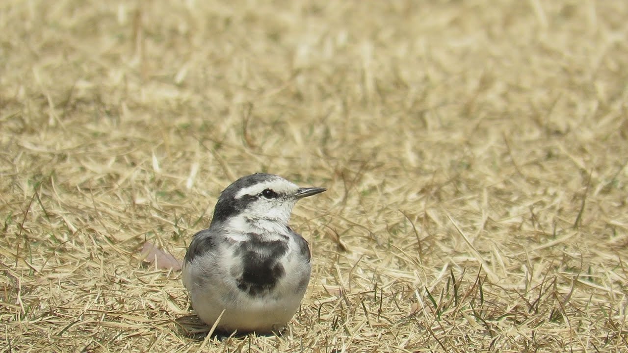 しゃがみ込んだハクセキレイ(Japanese Pied Wagtail) March 5,2016 