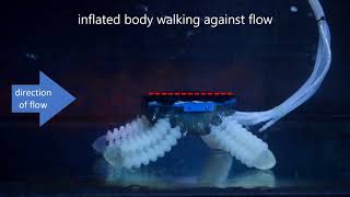 Morphing structure for changing hydrodynamic characteristics of a soft underwater walking robot