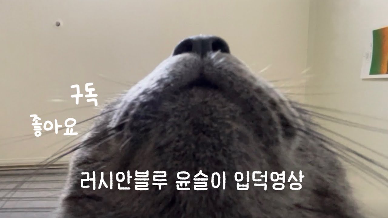 고양이 vlog | 러시안블루 윤슬이 일상 vlog | 입덕할 준비 되셨죠?