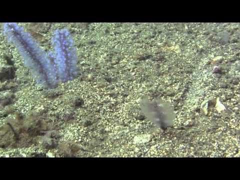 2012_8 Komodo Muck Dive