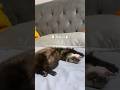 マーシャルフェレット/クロロさんの寝床集😴 #マーシャルフェレット #フェレット #小動物