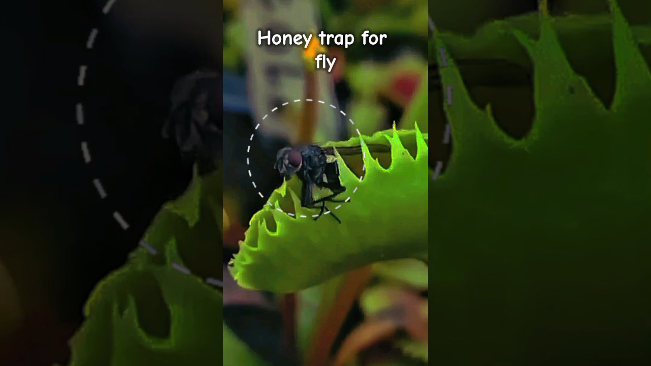 Venus flytrap Honey🐝😘 trap || fly trapped 