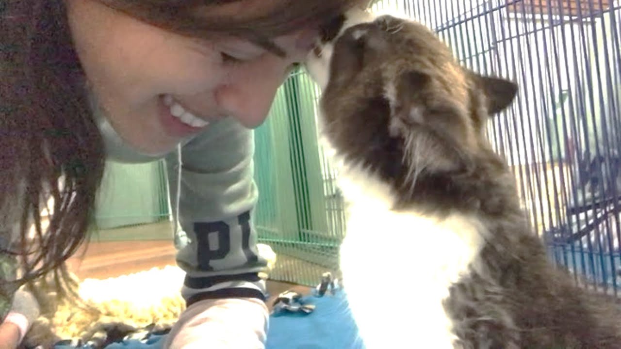 Rescue 2 Little Kittens with Twisted Back Legs Help Them To Walking Again