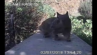 Squirrel vs Gopher with Thrasher looking on