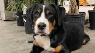 Duncan  5 Month Old Greater Swiss Mountain Dog | 2Week Board and Train | Pittsburgh