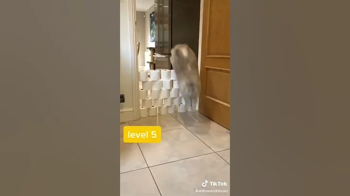 Cat Olympics Quarantine Edition