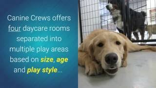 Dog Daycare Boarding Walking Grooming