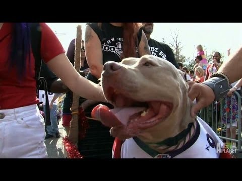 clips for crocs Rhino's Mardi Gras Debut | Pit Bulls and Parolees