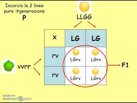 Terza legge di