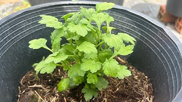 Ngắt Ngọn Lần 2 Cho Cúc Mâm Xôi 5 Cơi | Hoa Tết 2026