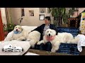 2週間ぶりにお父さんが戻りとても嬉しかったルンルンとアランです Great Pyrenees グレートピレニーズ