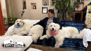 2週間ぶりにお父さんが戻りとても嬉しかったルンルンとアランです　Great Pyrenees　グレートピレニーズ