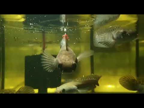 Emperor Snakehead - Channa Marulioides